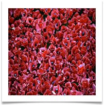 5 Remember - Anne Tidswell